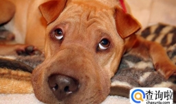 狗的鼻子为什么这么灵