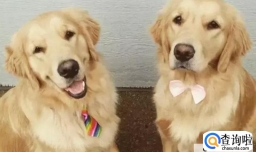 挑选公狗好还是母狗好