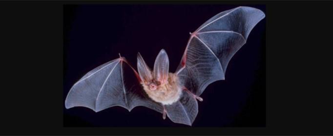 2003年引起非典的真正原因是什么