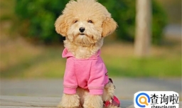 最全面的泰迪犬训练方法