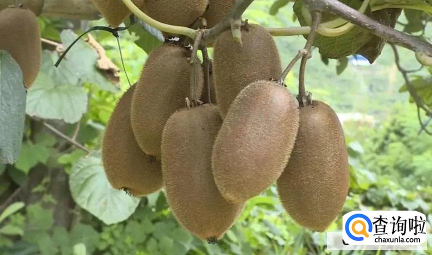 如何预防猕猴桃熟的太快