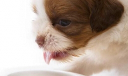 狗狗可以喝牛奶吗