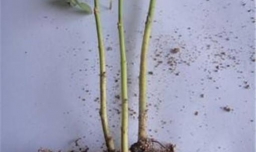 玫瑰花苗成活率高的方法