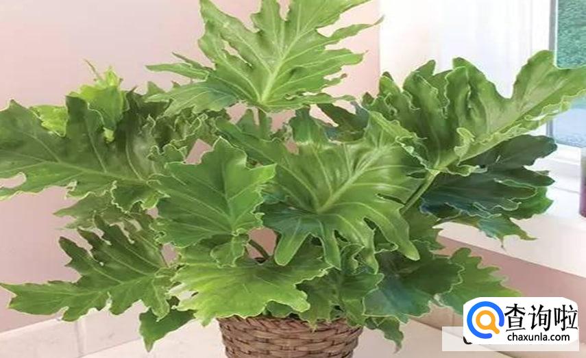 大叶春羽怎么养合适