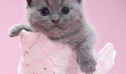 怎么挑选纯种英国短毛猫？养猫必备10件物品！