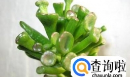 筒叶花月的养殖方法和注意事项