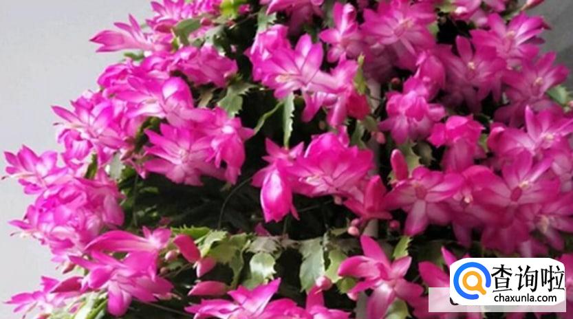 蟹爪莲怎样修剪