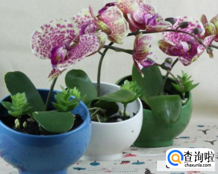 蝴蝶兰开完花后怎么处理