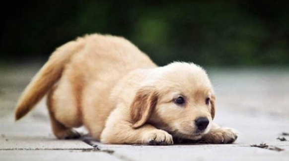 狗狗身上有跳蚤怎么办