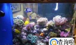 养鱼需要注意哪些方面？