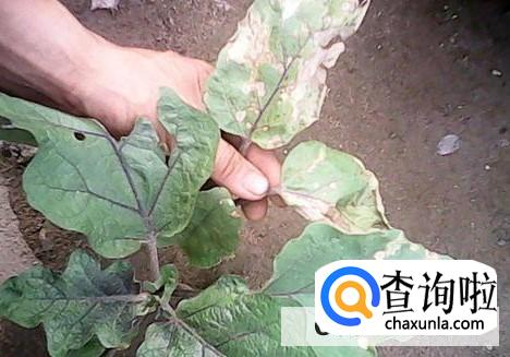 茄苗移植有哪些方法