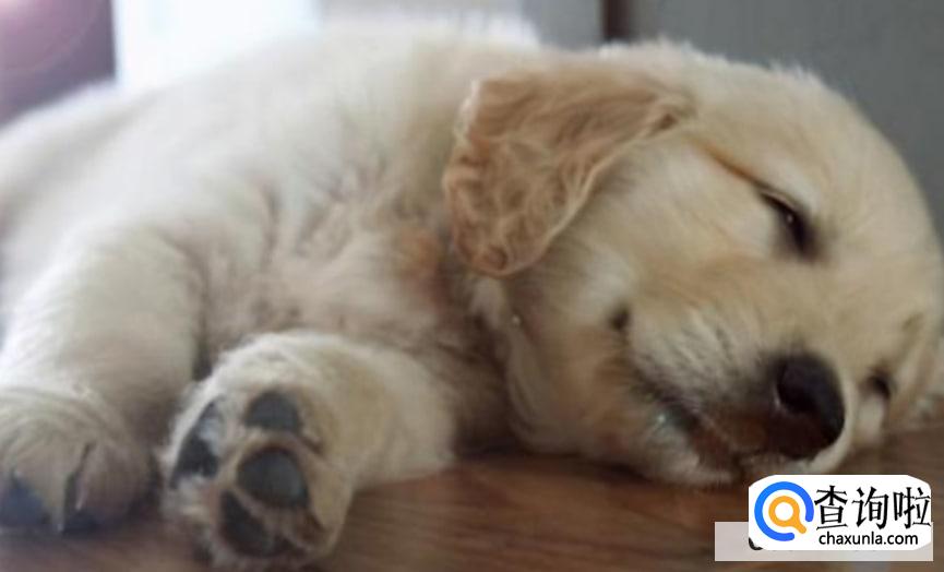 小狗拉稀怎么办