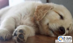 小狗拉稀怎么办