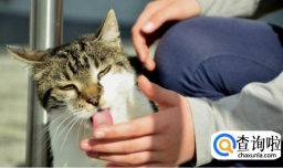 猫咪也爱舔人吗？可能是宠物猫情感的体现！