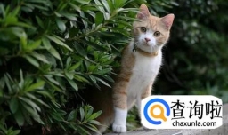 如何姿势正确地调戏一只流浪猫？