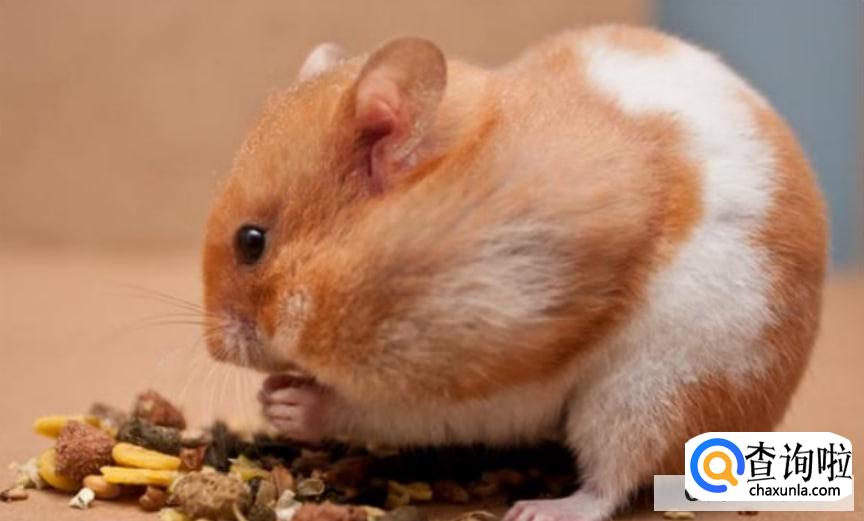 仓鼠宠物医生怎么找