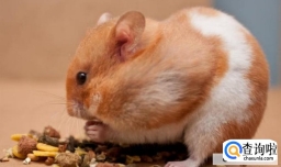 仓鼠宠物医生怎么找