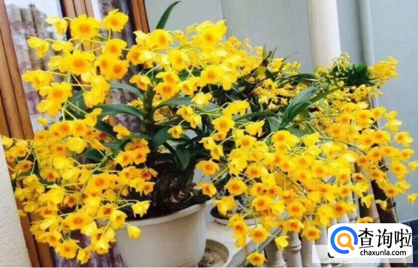 石斛兰风水摆放禁忌