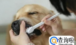 哪些方法能让宠物更长寿？