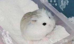 仓鼠心得：仓鼠不会在沙浴里洗澡怎么办？