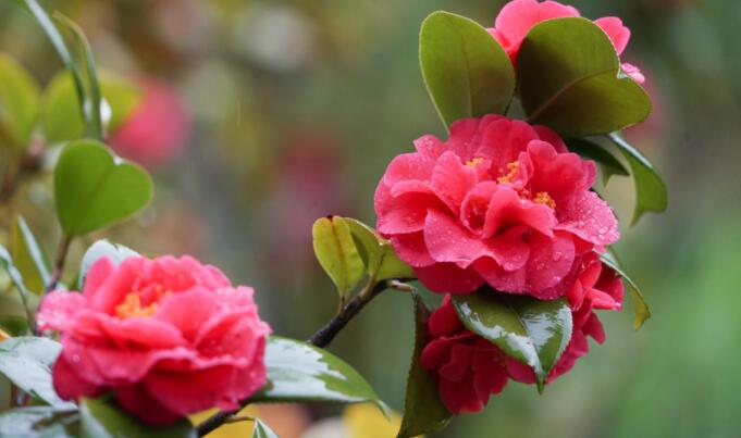 冬天开的花有哪些