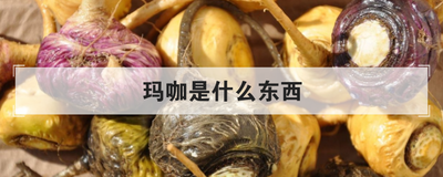 玛咖是什么东西