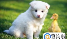 萨摩耶幼犬怎么训练