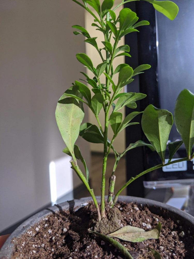  米兰花的种植方法和注意事项