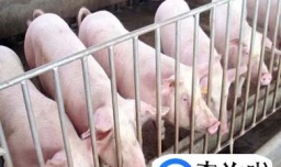 猪怎样喂养才能长得快