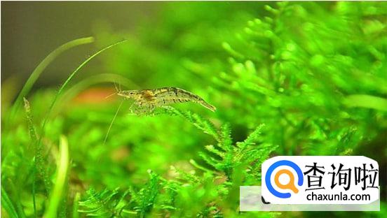 吃什么食物好养活小虾