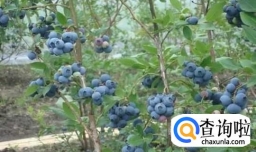 怎么种植蓝莓树