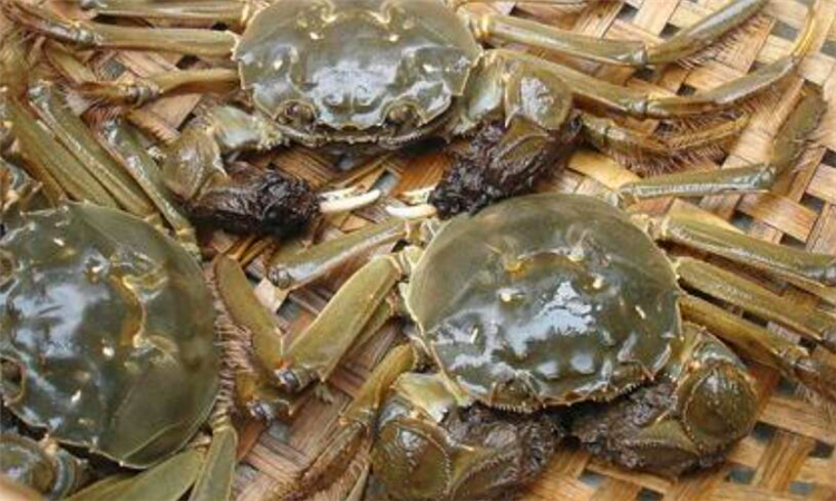 为什么螃蟹会吐泡泡