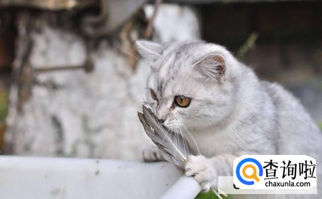 猫咪在黑暗中能不能看清东西