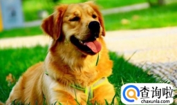 十个最好的金毛犬训练方法