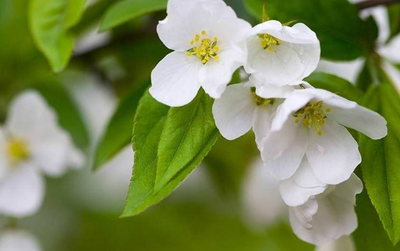 海棠的花语是什么