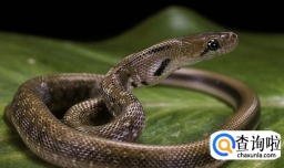 怎么分辨有毒蛇跟无毒蛇