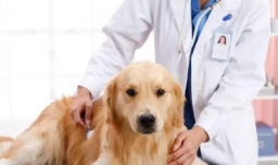 狗狗最容易生什么病