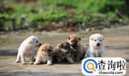 揭秘：狗狗听我们说话，为什么会歪着头？