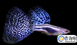 孔雀鱼的繁殖经验