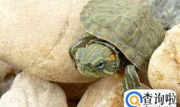 乌龟为什么不吃东西，乌龟怎么喂养长的快
