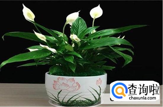 一帆风顺植物怎样养护