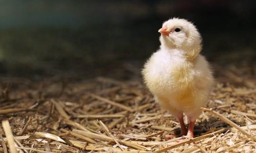 下雨了下雨了什么动物躲进了什么伞