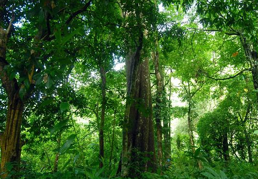 热带雨林对环境的影响