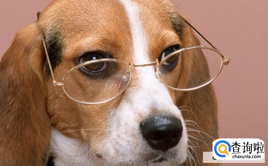 狗对人表示好感的动作有哪些