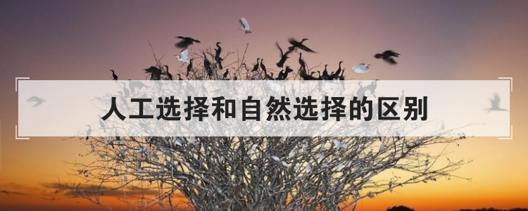 人工选择和自然选择的区别