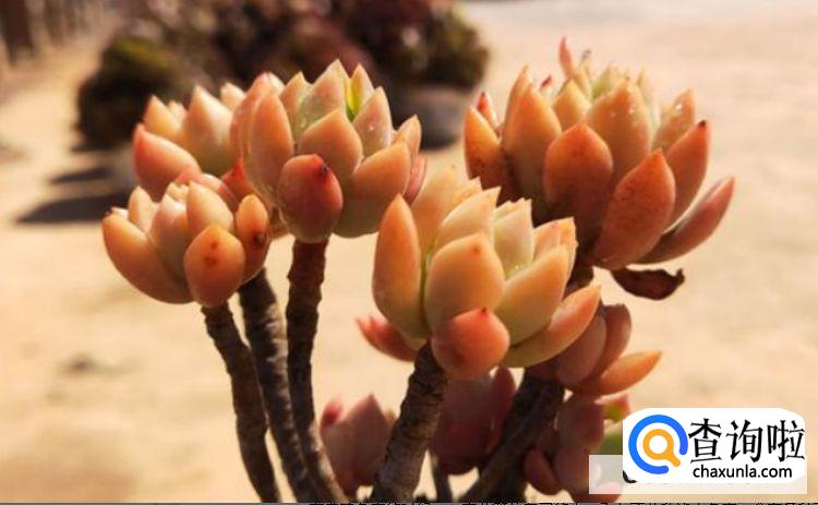 多肉怎么养才能活的更久？