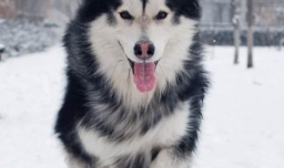 挑选阿拉斯加雪橇犬的标准有哪些