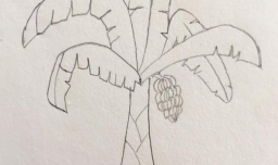 香蕉树简笔画步骤