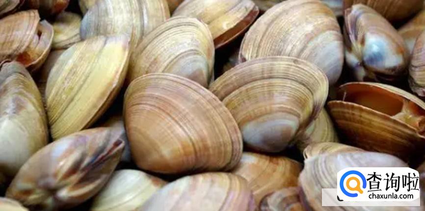 蛤蜊有哪些营养价值呢
