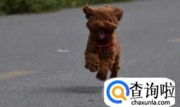 两个月的泰迪怎么养